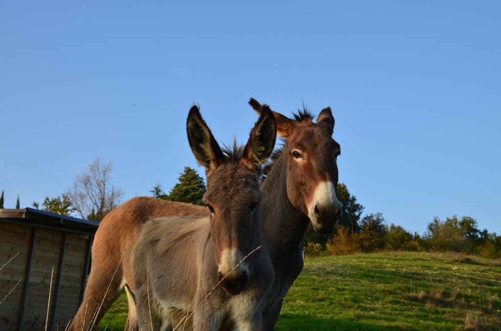 La Cerreta Hotel Rocca San Casciano ภายนอก รูปภาพ